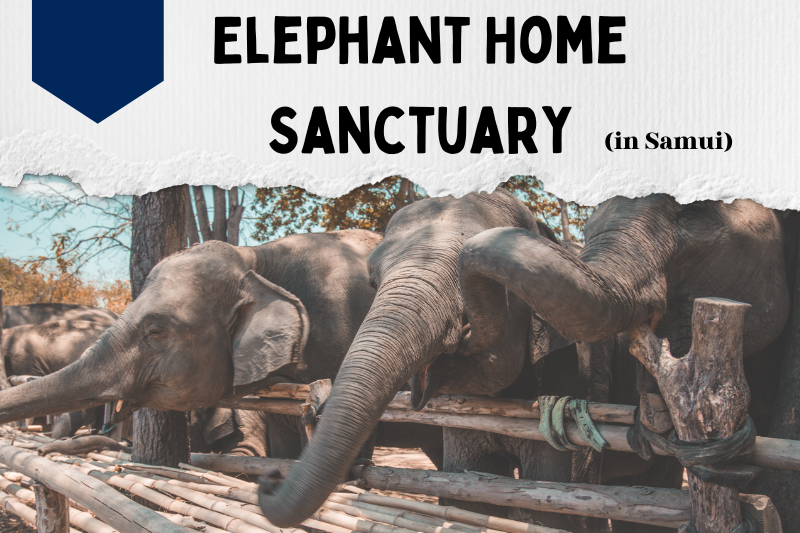 Elephant Home Sanctuary in Samui