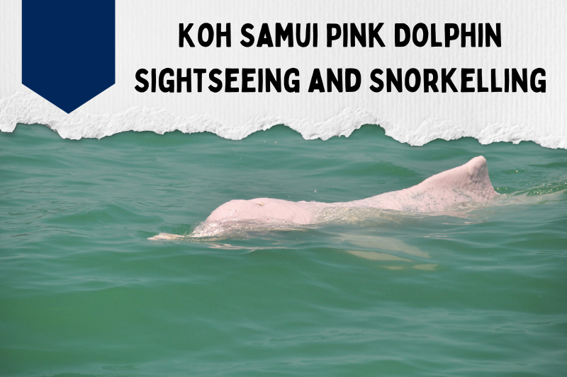 Koh Samui Pink Dolphin Sightseeing and Snorkelling